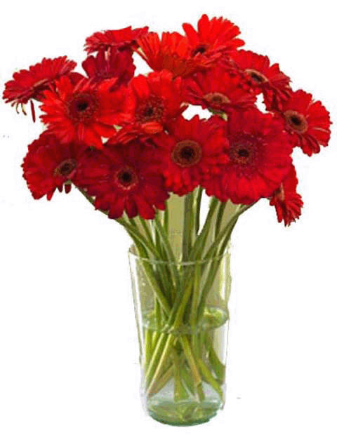 15 beautiful red Gerberas in a vase