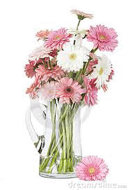 12 pink white Gerberas in vase